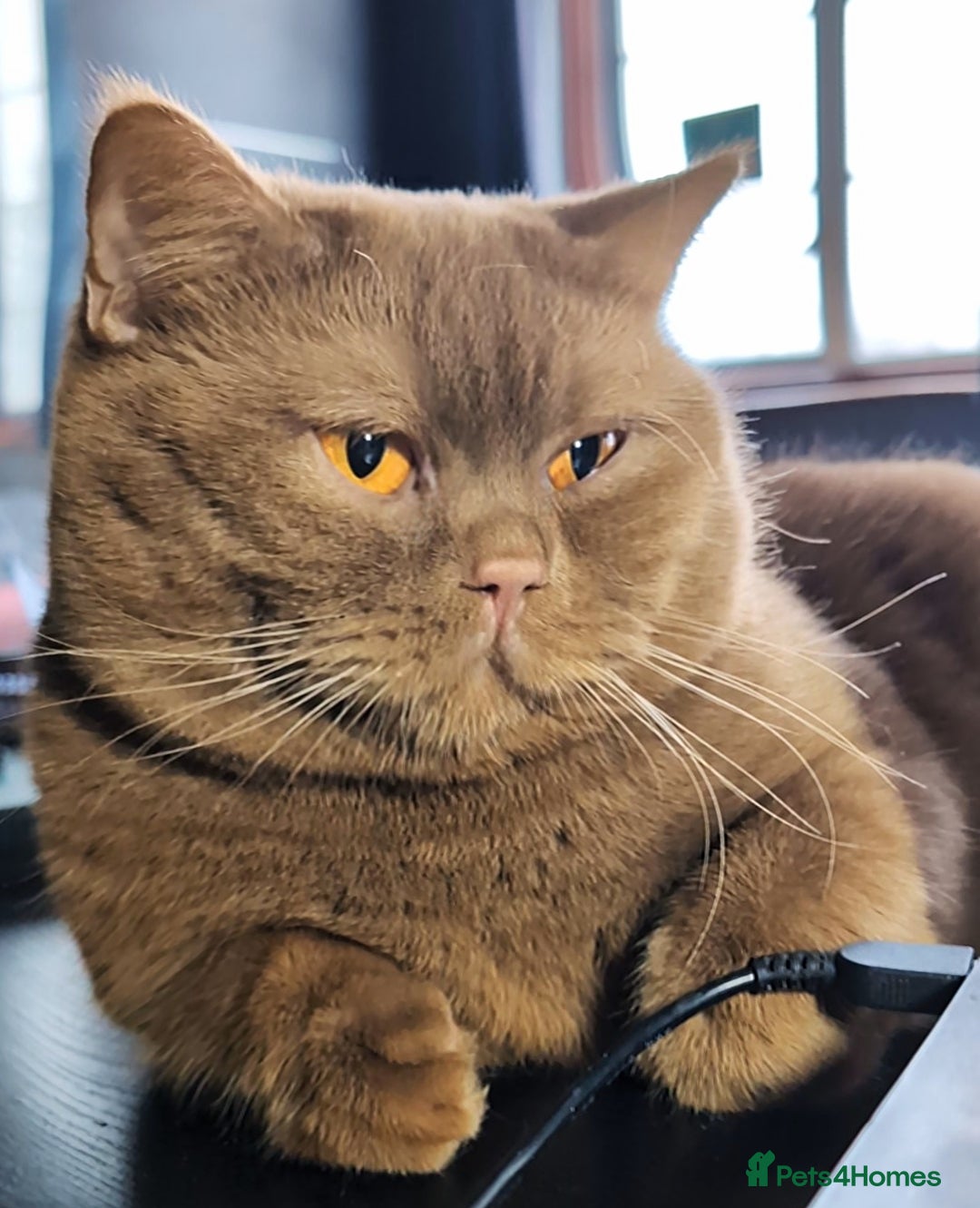 British Shorthair cats 💦CINNAMON🩸Blood B❣️GCCF & TICA 💙STUD only  - Advert 5