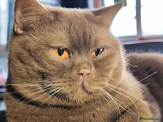 British Shorthair cats ๐ฆCINNAMON๐ฉธBlood Bโฃ๏ธGCCF & TICA ๐STUD only - Advert 10