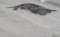 Mixed Breed dogs for sale: Dachsund cross - Image 2