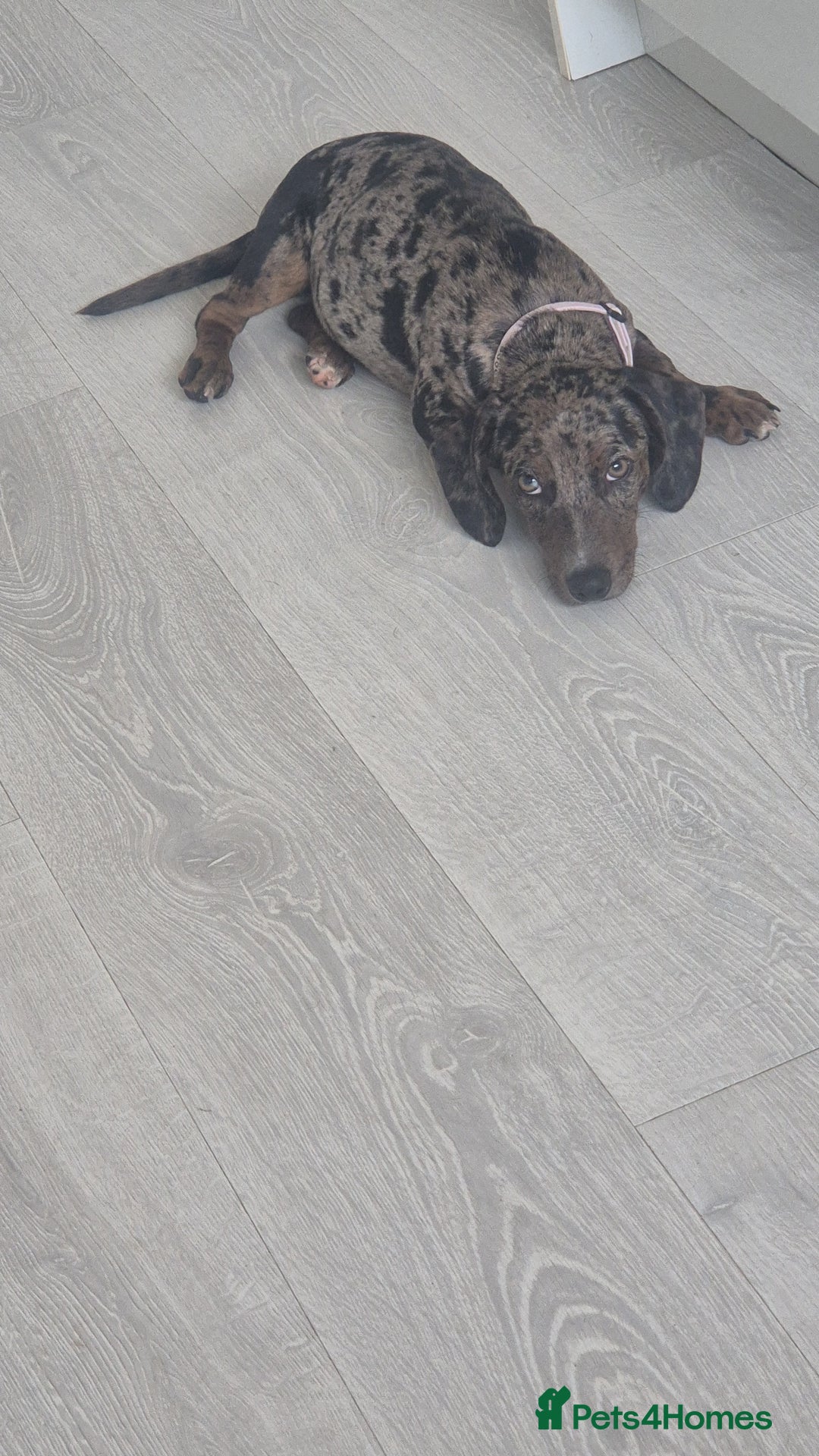 Mixed Breed dogs for sale: Dachsund cross - Image 2