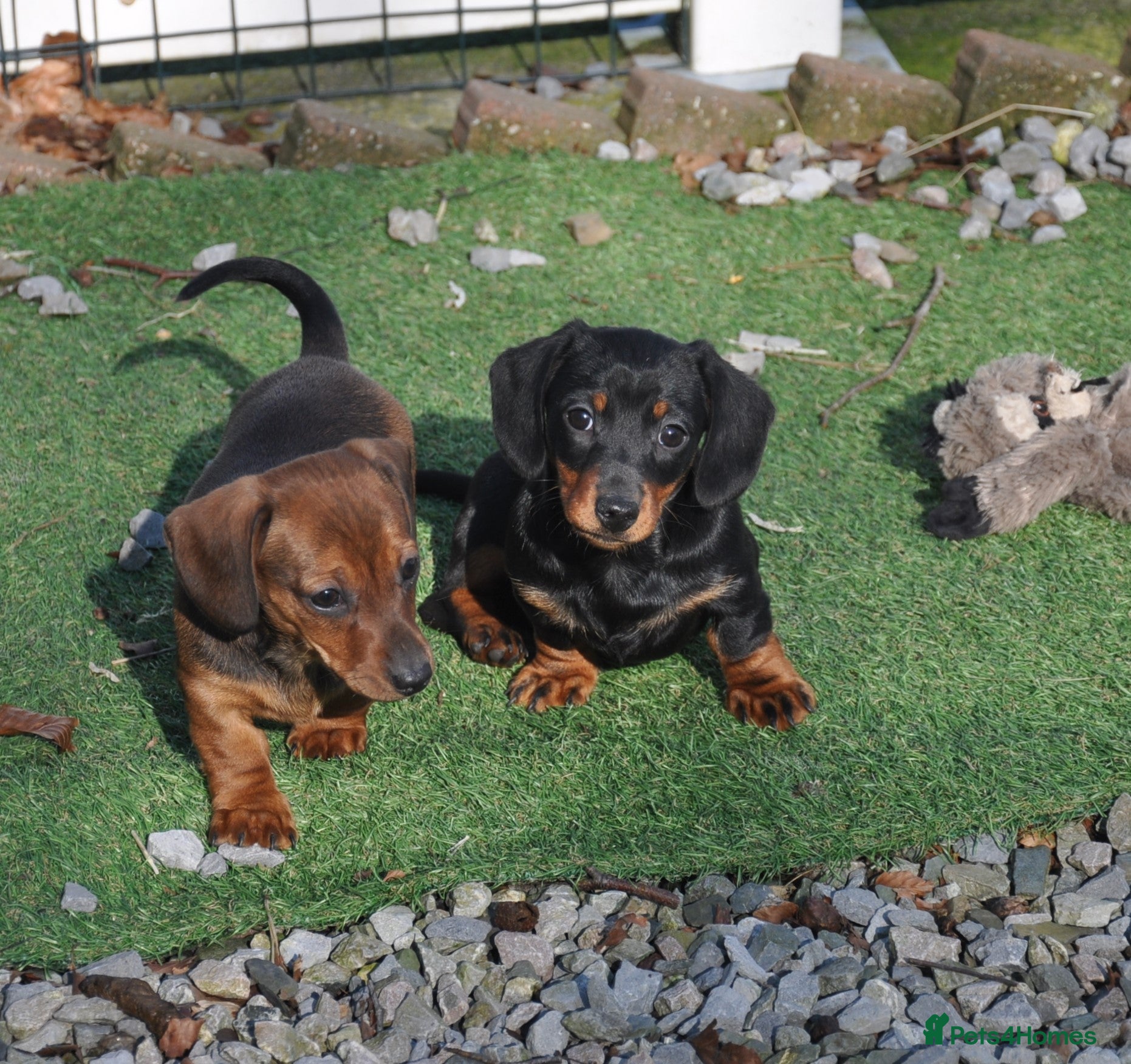 Dachshund dogs Kennel Club Mini Smooth Dachshund Puppy Girls - Advert 5