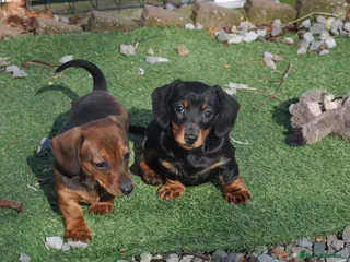 Dachshund dogs Kennel Club Mini Smooth Dachshund Puppy Girls - Advert 2