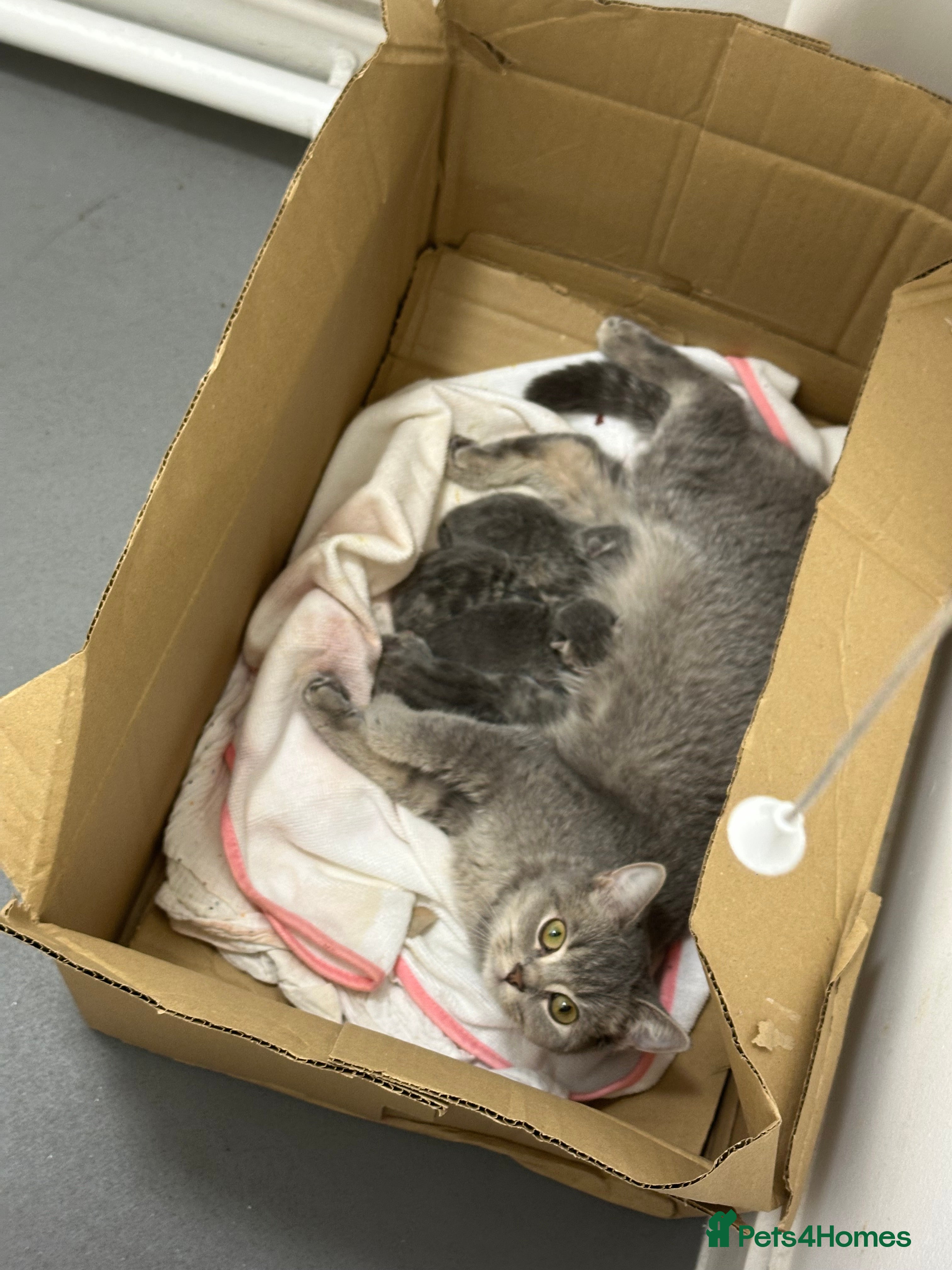 British Shorthair cats british shorthair kittens - Advert 1