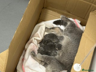 British Shorthair cats british shorthair kittens - Advert 1