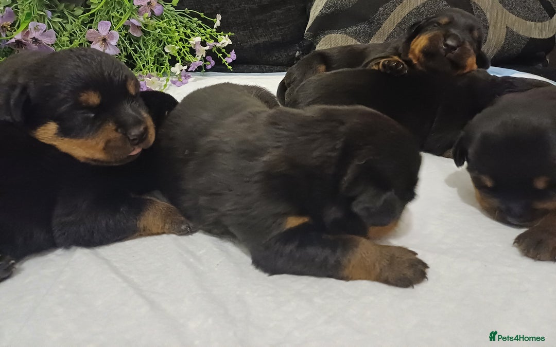 Rottweiler dogs for sale: Purebred Rottweiler Puppies Family Raised! 🐾 - Image 7