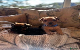 Patterdale Terrier dogs for sale: Patterdale X Border Terrier Pups - Image 6