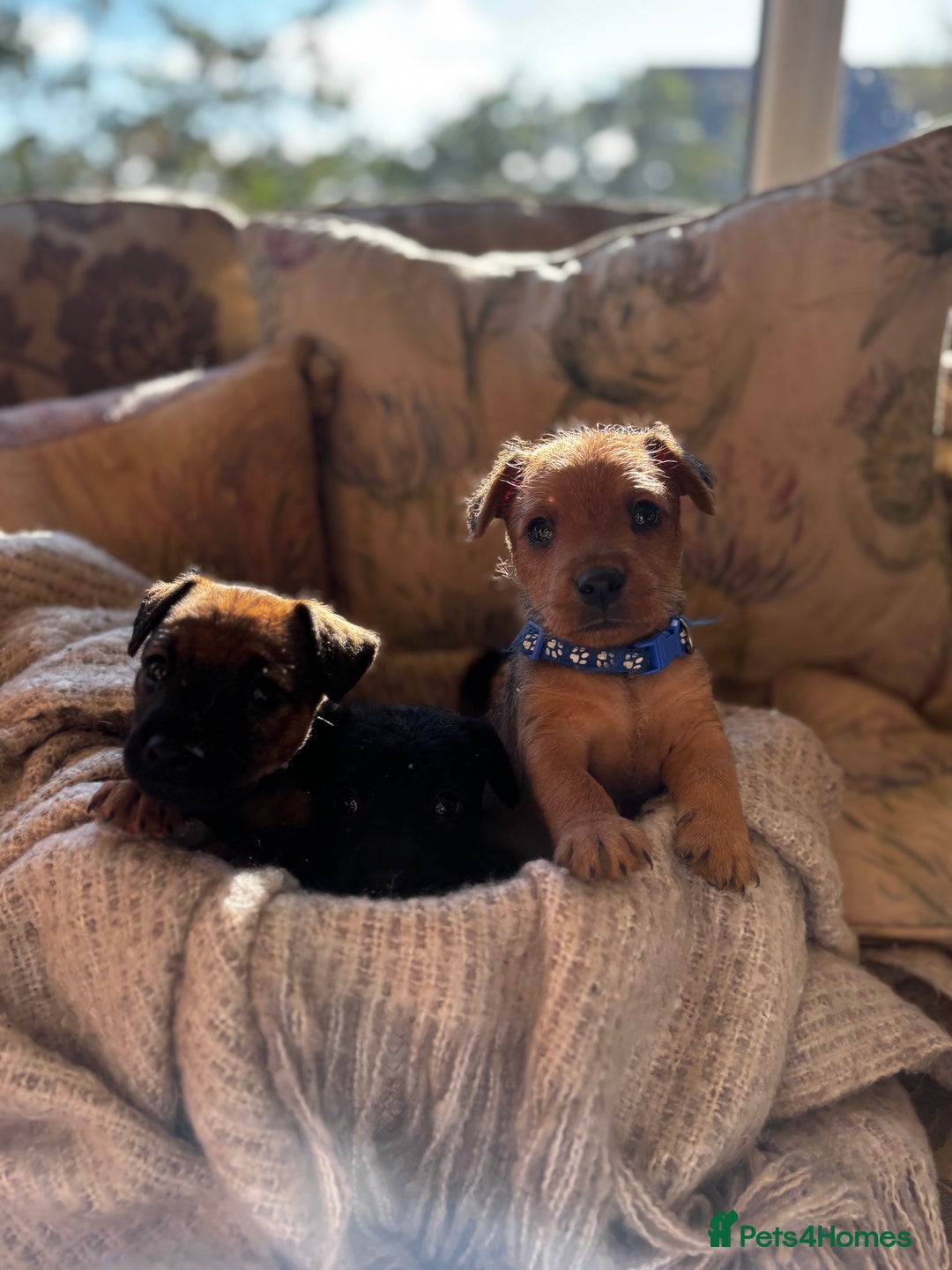 Patterdale Terrier dogs for sale: Patterdale X Border Terrier Pups - Image 6