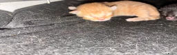 Mixed Breed cats for sale: 5 beautiful kittens  - Advert 4