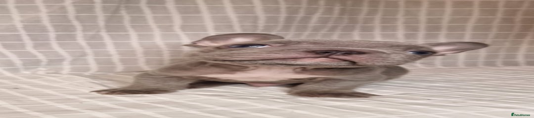 French Bulldog Puppy 1