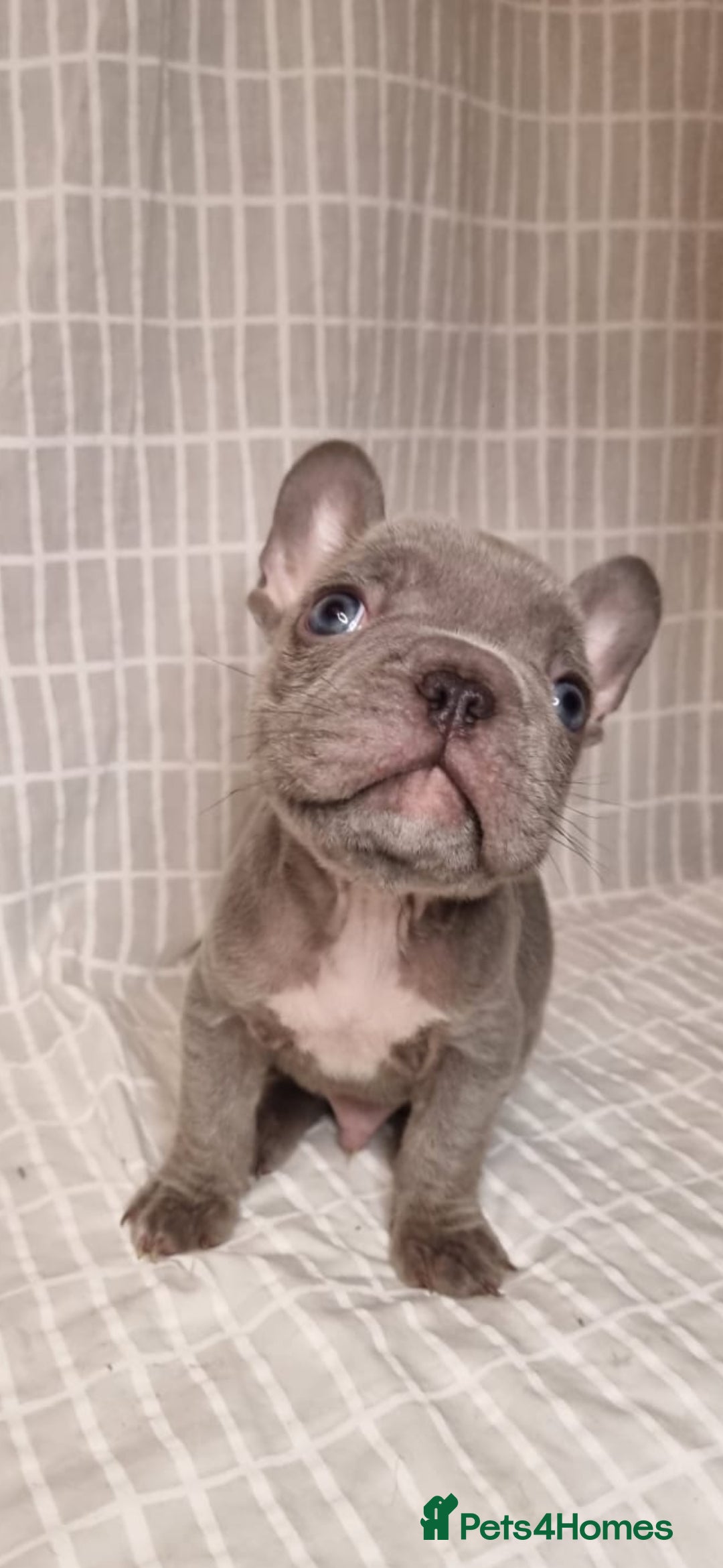 French Bulldog dogs for sale: Outstanding French Bulldog Puppies – KC - Image 5