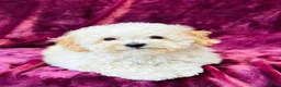 Poochon dogs for sale: Beautiful F1 Poochon puppies - Advert 1