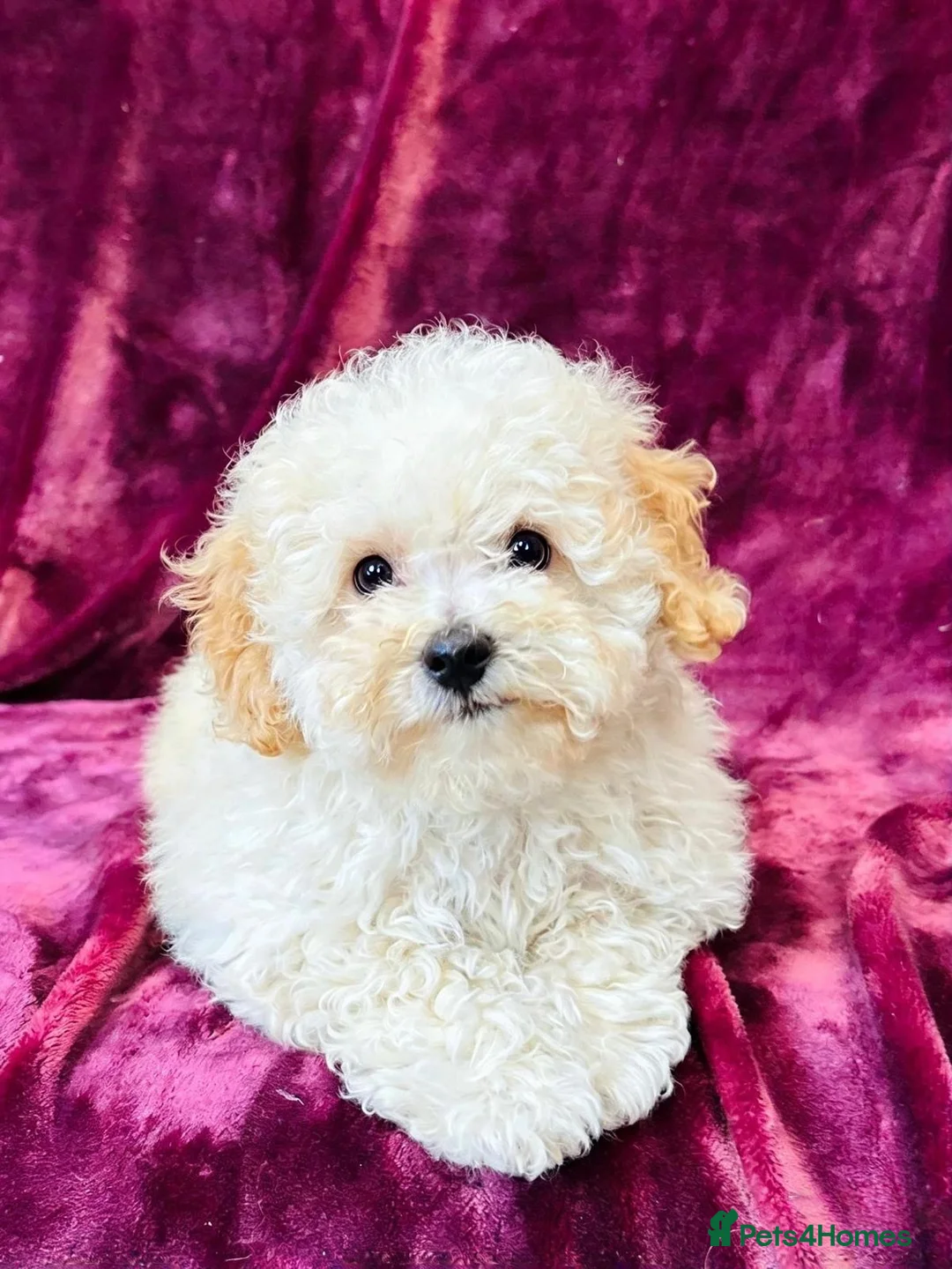 Poochon dogs for sale: Beautiful F1 Poochon puppies - Advert 1