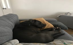 Mixed Breed dogs for sale: Marley - Image 1