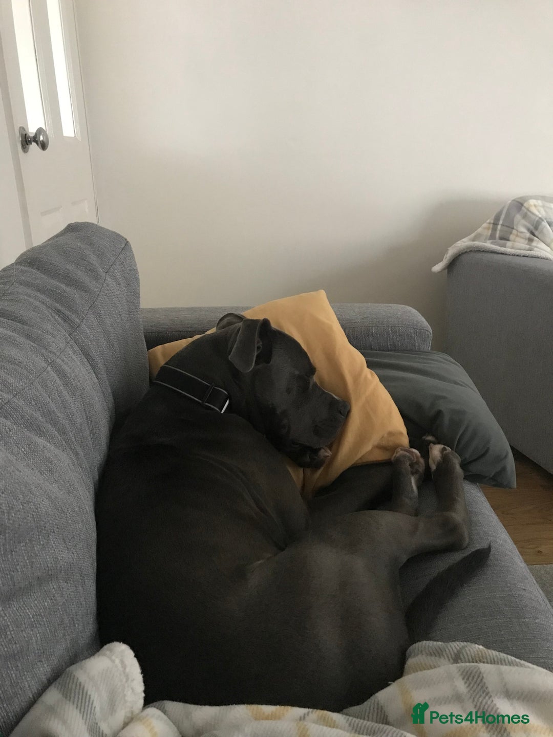 Mixed Breed dogs for sale: Marley - Image 1