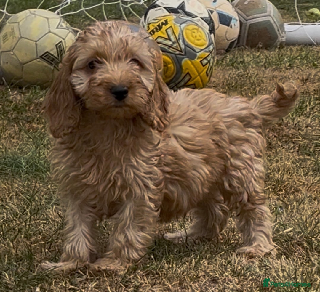 Cockapoo dogs for sale: Beautiful Cockapoo’s ready now  - Image 7