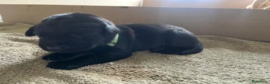 Labrador Retriever Puppy 6
