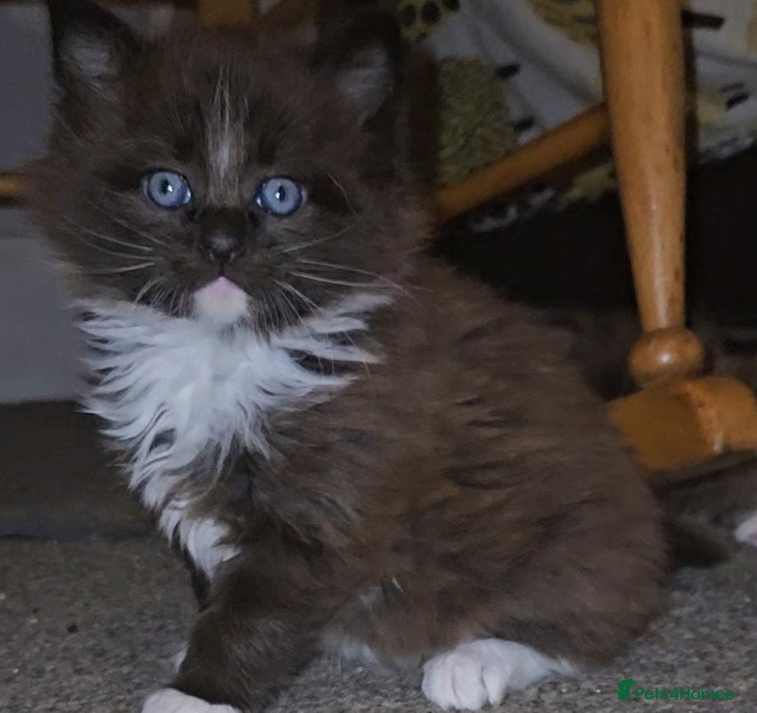 Maine Coon cats Perfect maine coon cross ragdoll  - Advert 1