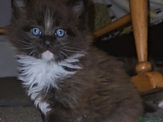 Maine Coon cats Perfect maine coon cross ragdoll - Advert 1