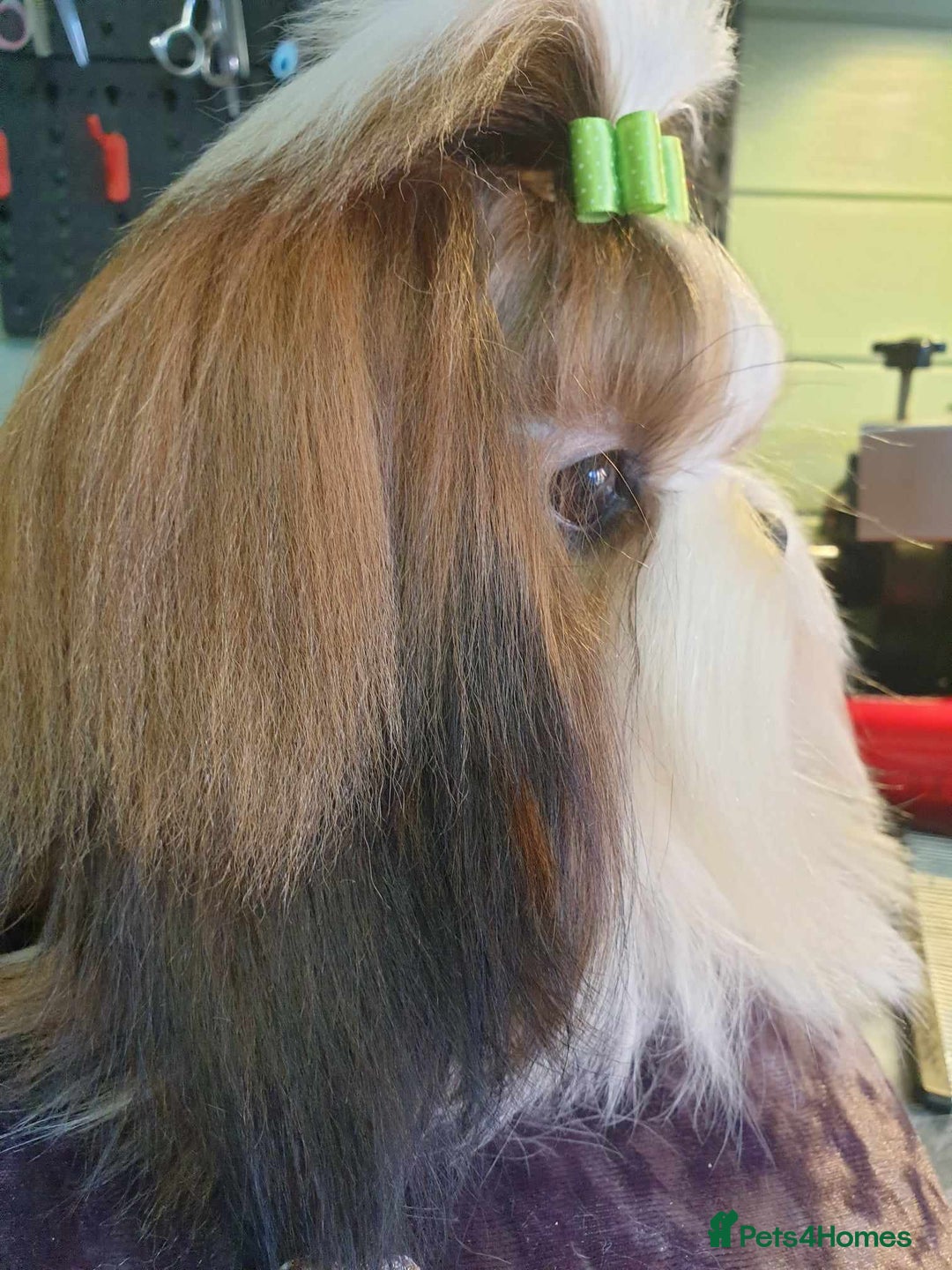 Shih Tzu dogs for stud: Balkan Grand Champion Sired Shih Tzu for Stud. in Dukinfield - Image 3
