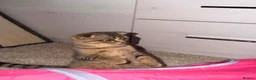 Scottish Fold cats for sale: Two Beautiful Scottish Kittens – Girls - Advert 6