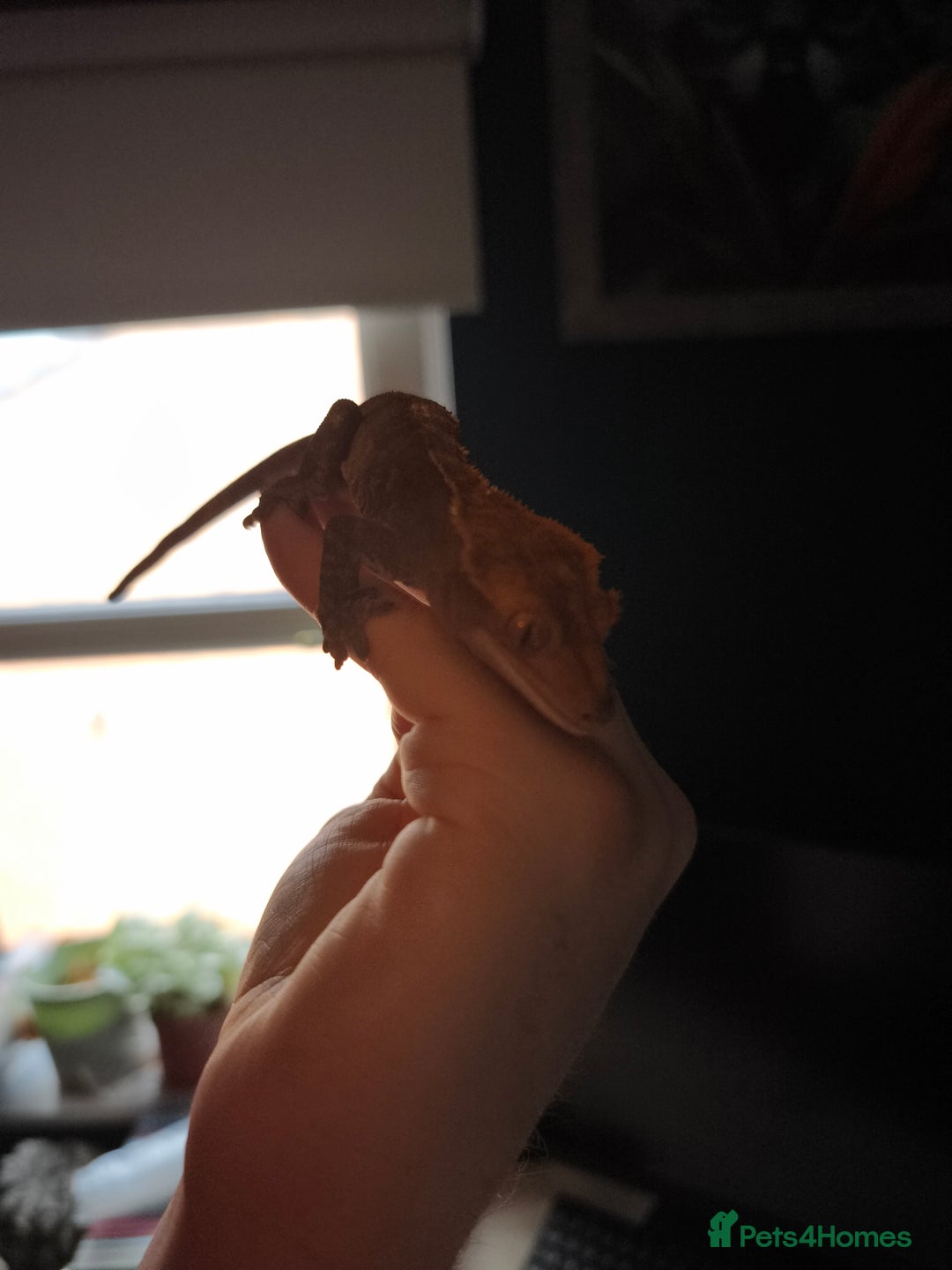 Gecko reptiles for sale: Female crested gecko  - Image 5