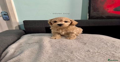 Maltipoo dogs - Advert 1