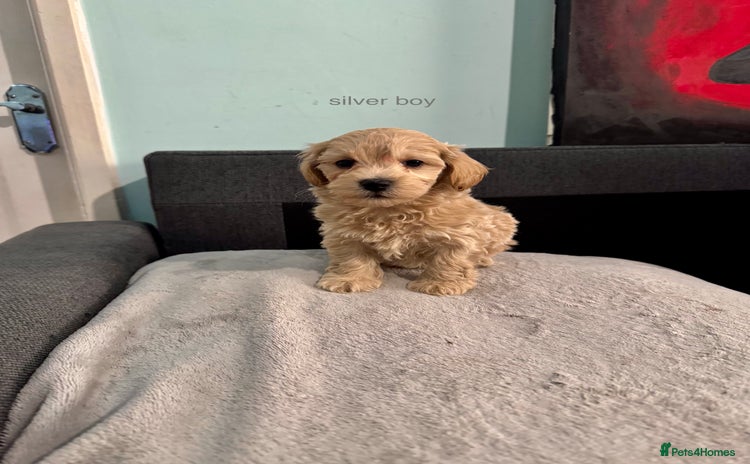 Maltipoo dogs - Advert 10