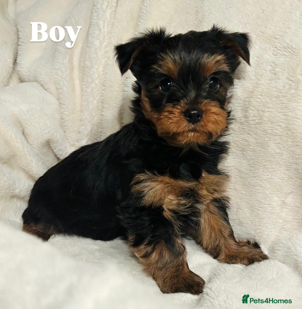 Yorkshire Terrier dogs Beautiful purebred Yorkshire terrier puppies - Advert 9