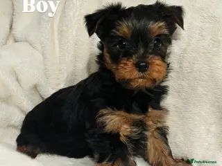 Yorkshire Terrier dogs Beautiful purebred Yorkshire terrier puppies - Advert 9