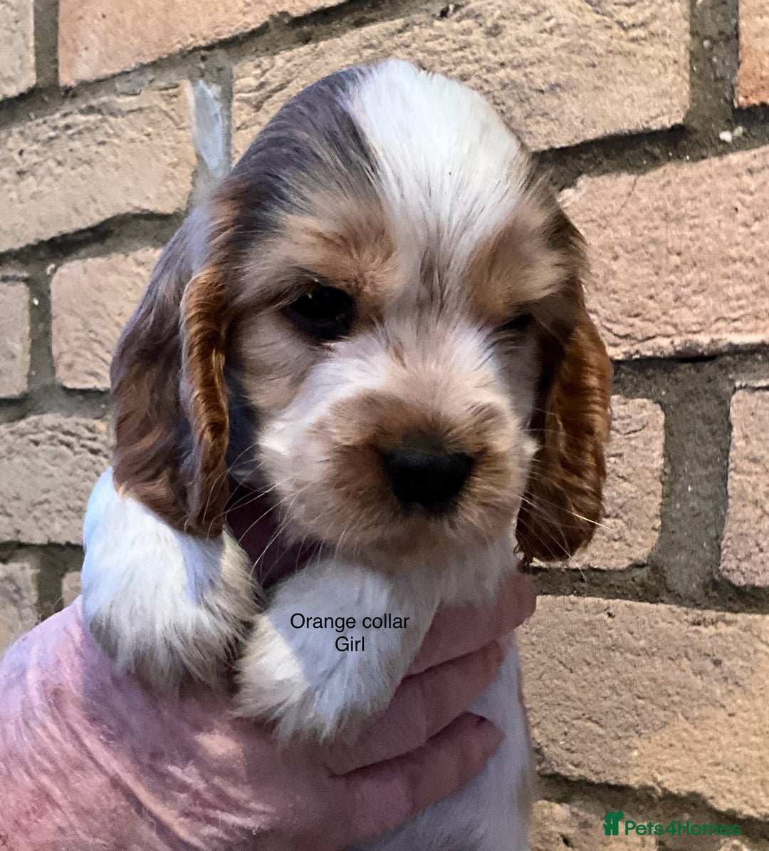 Cocker Spaniel dogs for sale: Stunning Litter of Show Cocker Spaniel Puppies  - Advert 7
