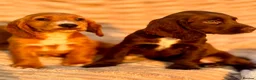 Cocker Spaniel dogs for sale: READY TO LEAVE! TOP KC WORKING COCKER PUPPIES in Ashbourne - Advert 9