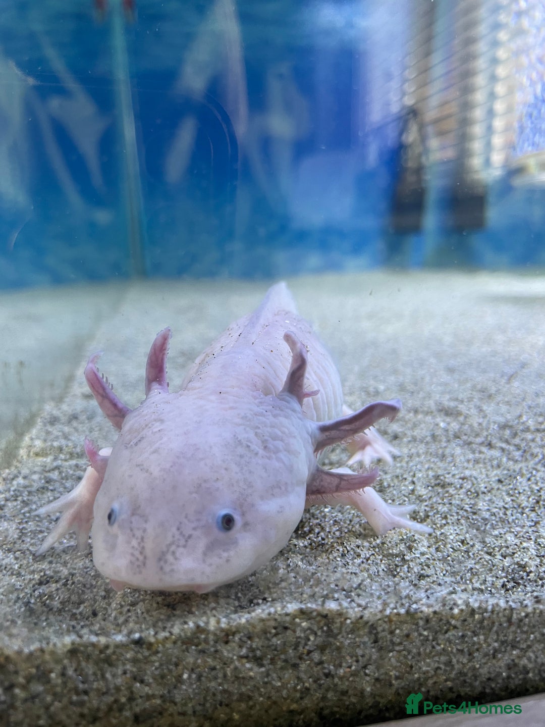 Other/Mixed Breed fish for sale: X2 Axolotls  - Image 6