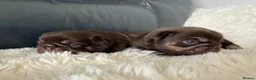 Pug dogs for sale: Kc chocolate and tan pug puppies  - Advert 16