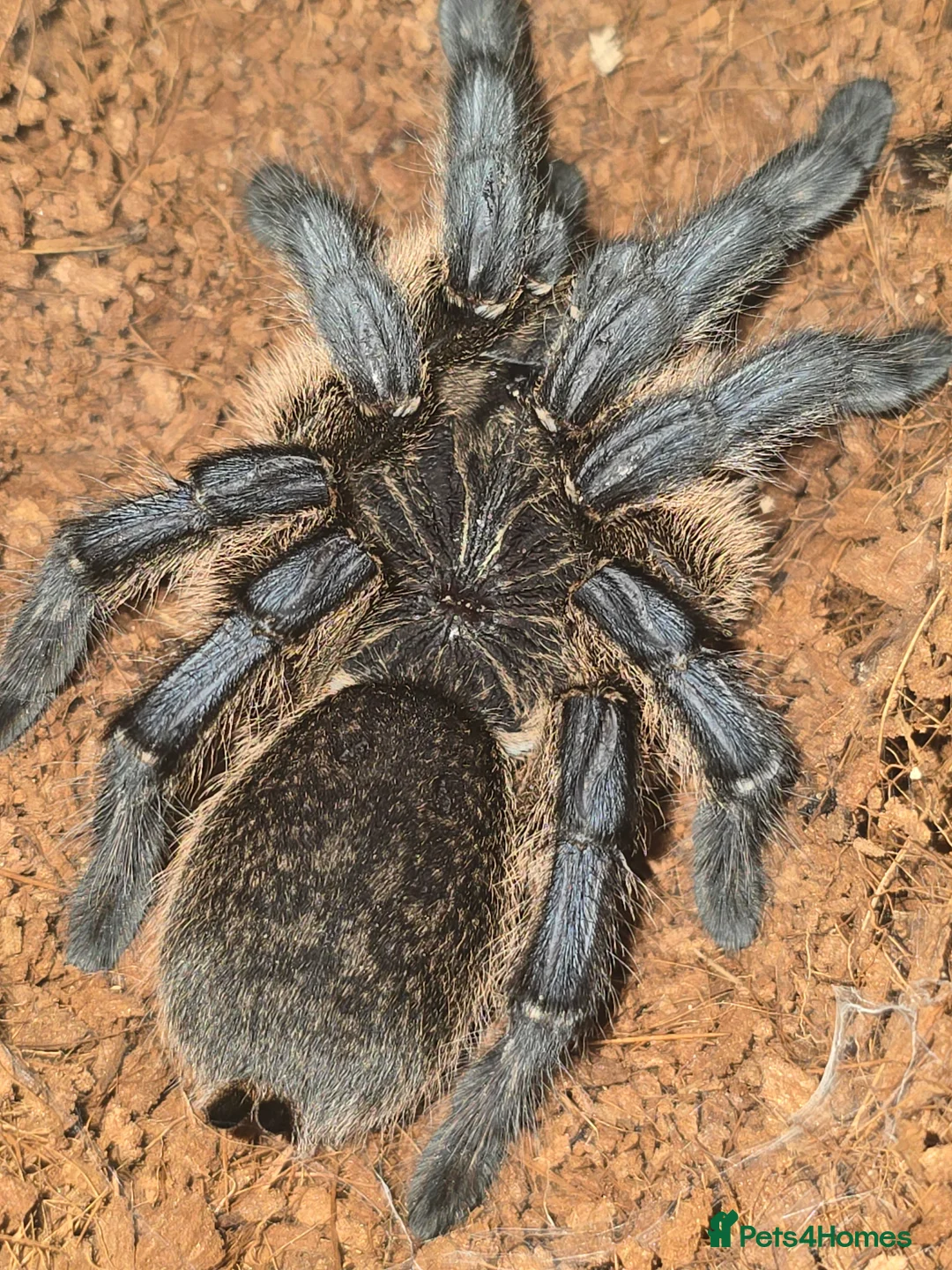 Tarantulas invertebrates for sale: Tarantulas - Advert 7