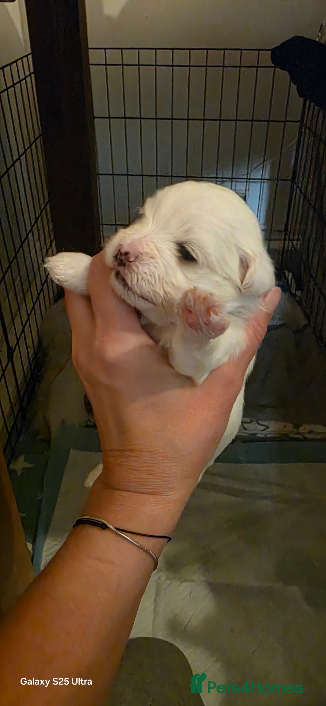 Maltese dogs for sale: Puppy maltese - Image 11