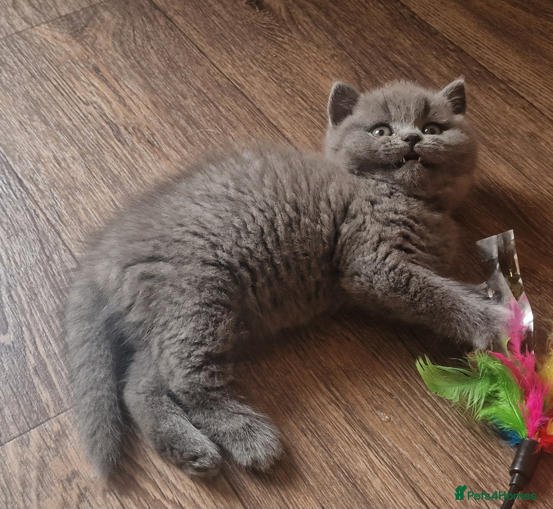 British Shorthair cats for sale: Tica reg British SH LH kittens Champion lines - Advert 2