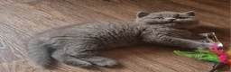 British Shorthair cats for sale: Tica reg British SH LH kittens Champion lines - Advert 1