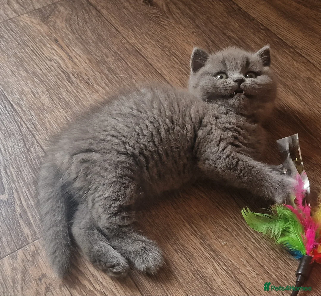 British Shorthair cats for sale: Tica reg British SH LH kittens Champion lines - Advert 1