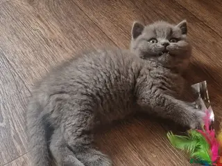 British Shorthair cats for sale: Tica reg British SH LH kittens Champion lines - Advert 2