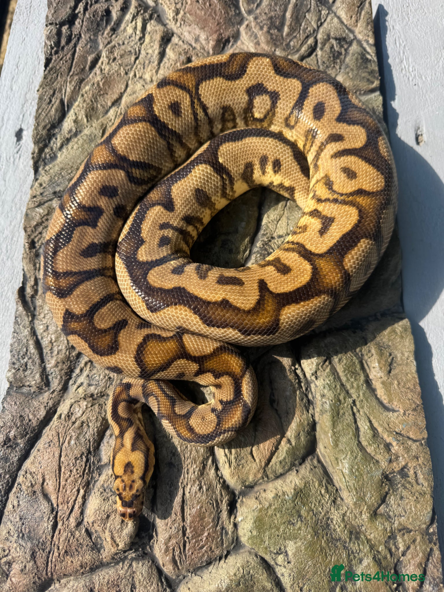 Python Snake reptiles Male sugar Spotnose clown - Advert 7