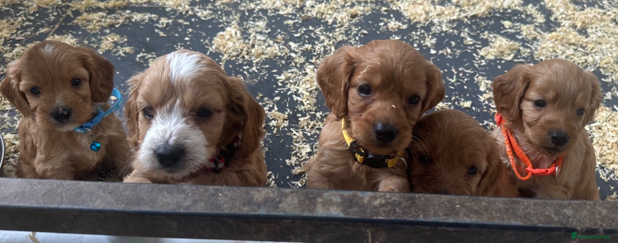 Cockapoo dogs F1 miniture cockapoo boys ready 16 July  - Advert 16