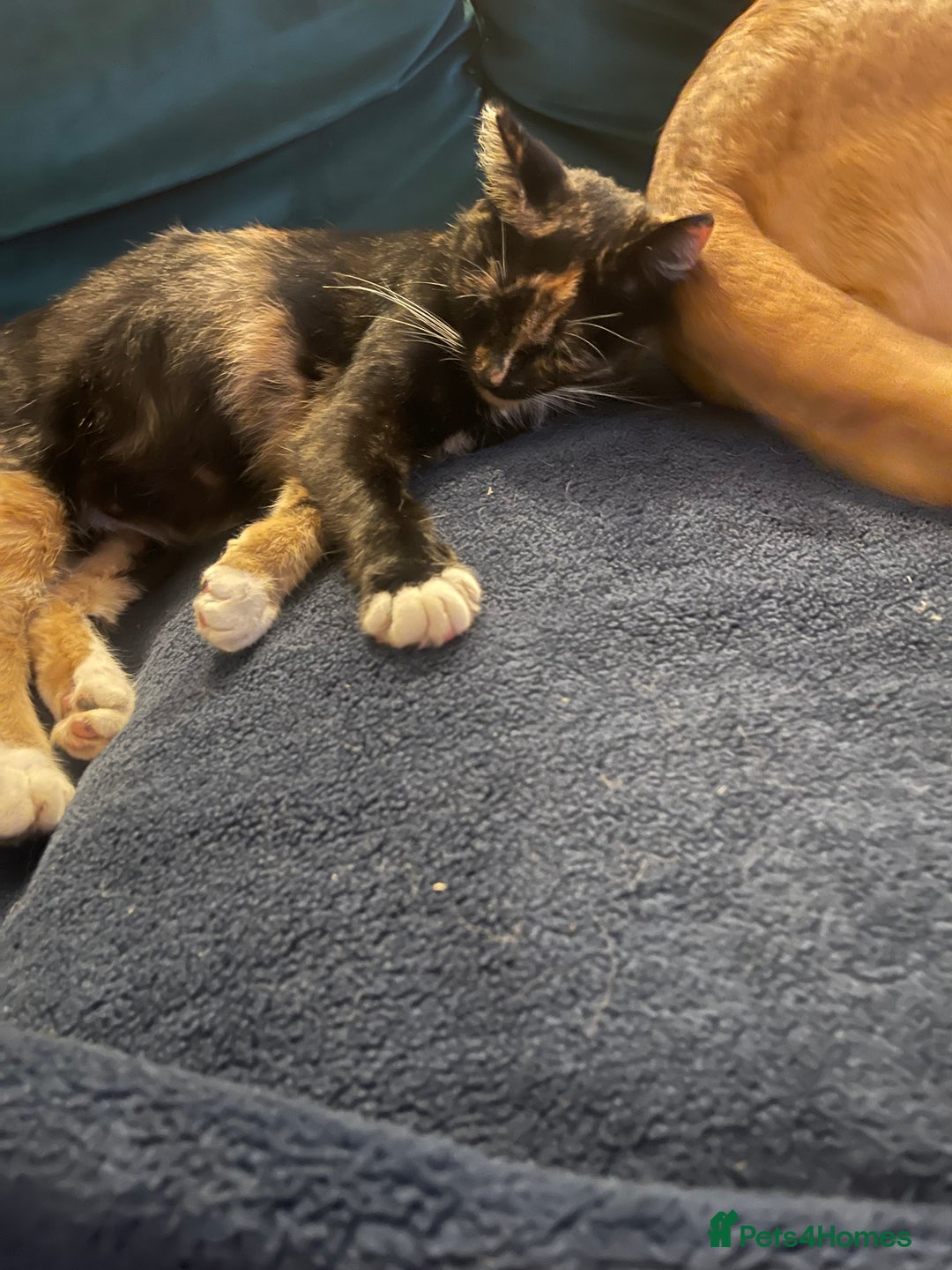 Mixed Breed cats for sale: Mixed Exotic Female Kittens - Image 6