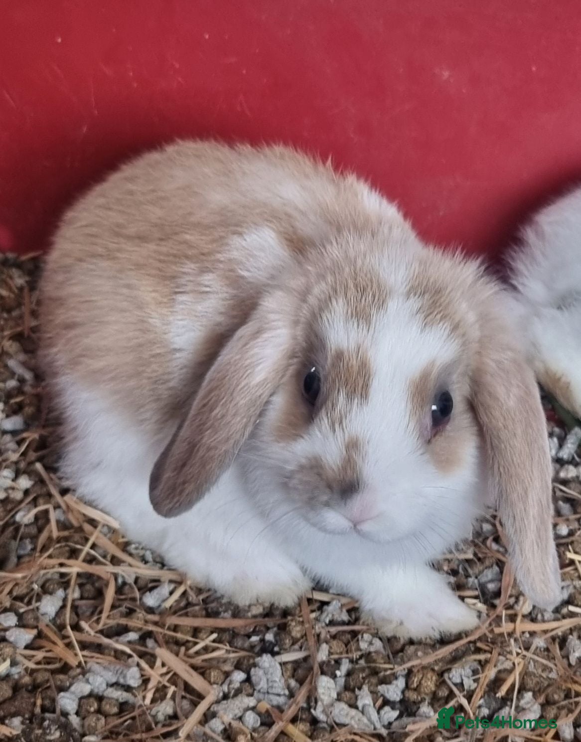 English Lop rabbits English Lop Bunnies - Advert 23