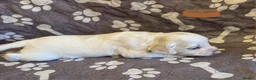 Mixed Breed dogs for sale: 9 Beautiful Cockerchon puppy's ready soon - Advert 23