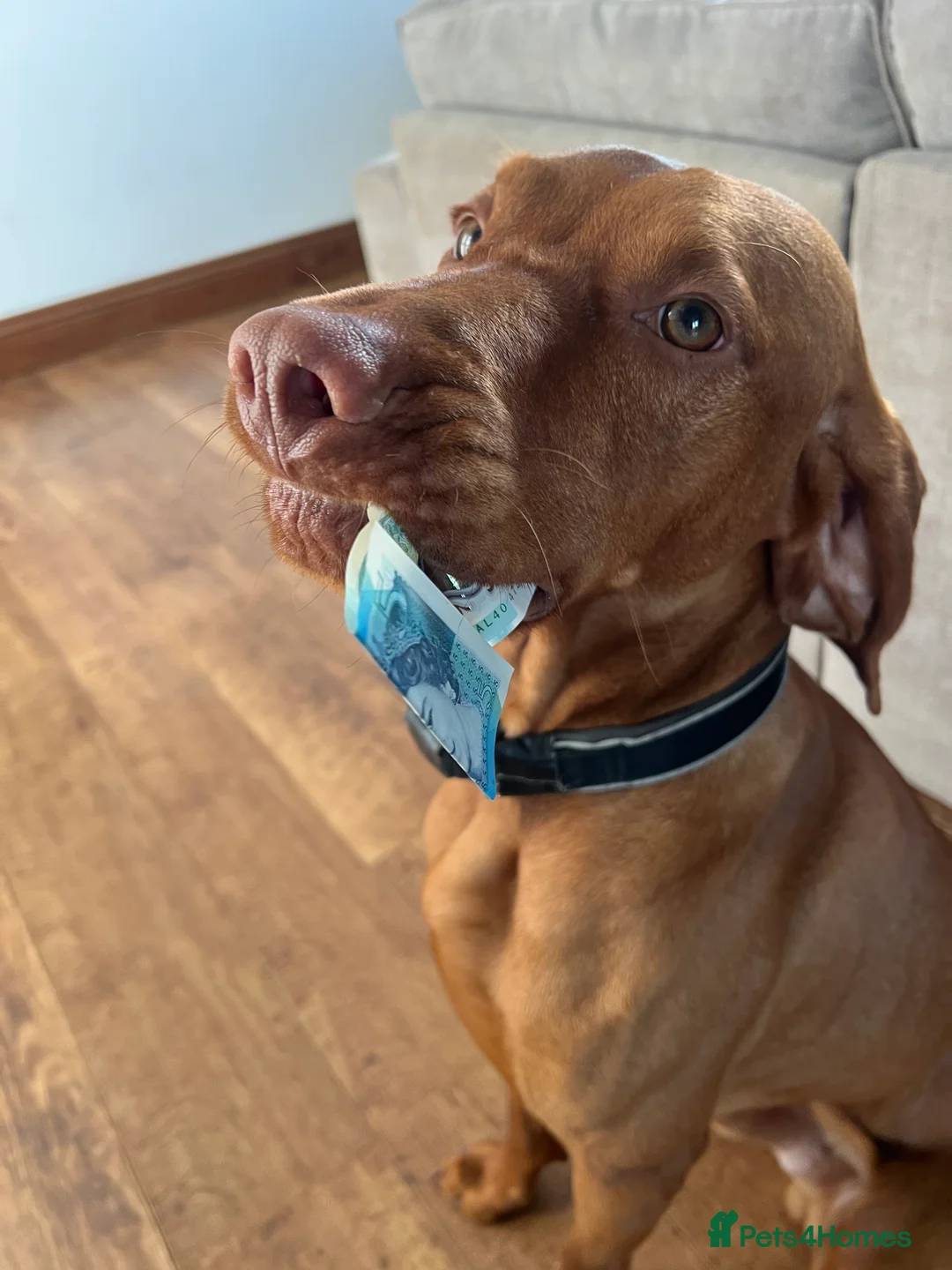 Hungarian Vizsla dogs for stud: Thor * Serbian Champion & Slovenian bloodlines  - Advert 4