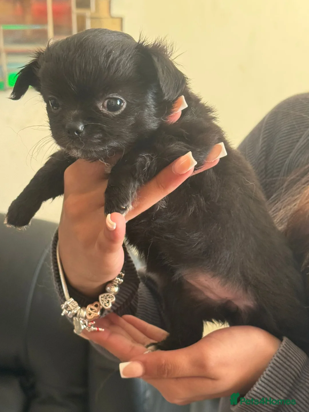 Chihuahua dogs for sale: 3 chihuahuas 2 girls and a boy  - Advert 2