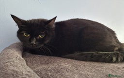 British Shorthair cats for sale: A Quiet Lap Cat Looking for Their Person - Image 1