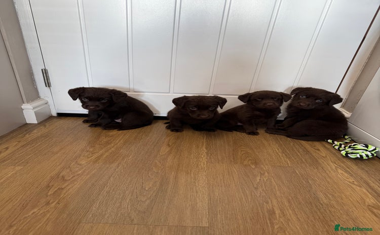 Labrador Retriever dogs - Advert 1