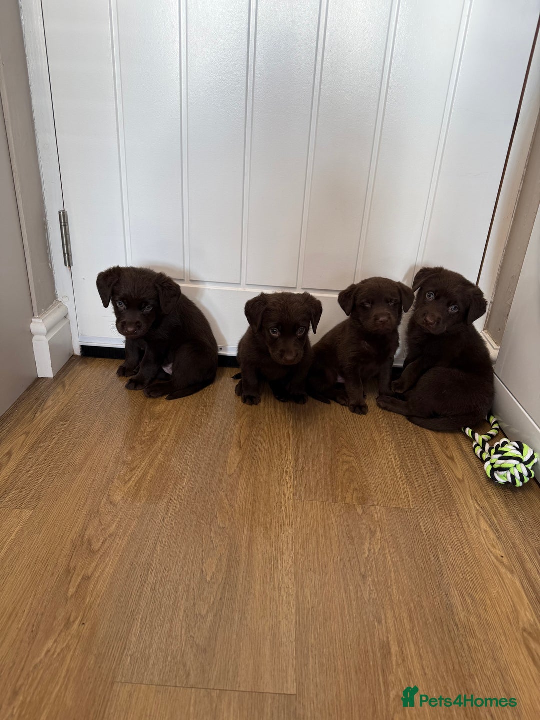 Labrador Retriever dogs for sale: Chunky chocolate labradors  - Image 1