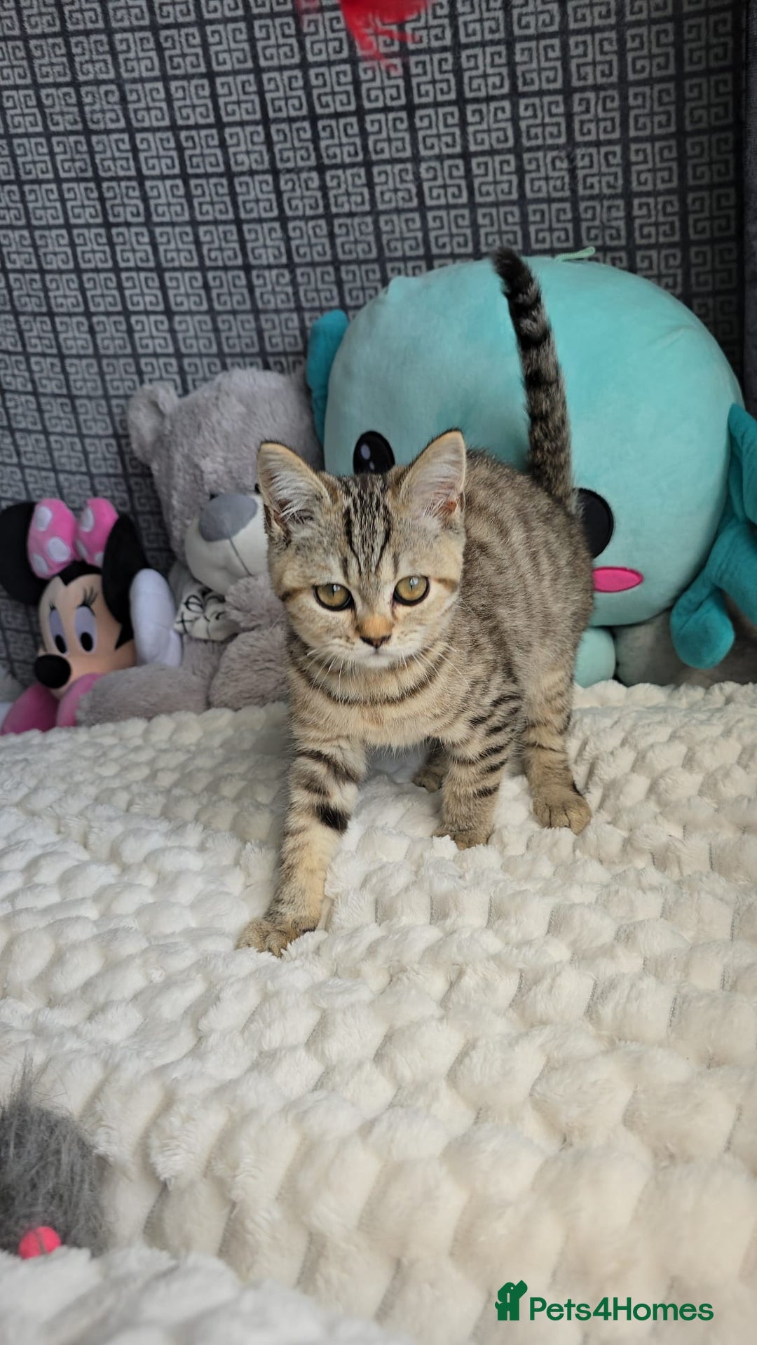 British Shorthair cats for sale: 3 Beautiful kittens available - Advert 9